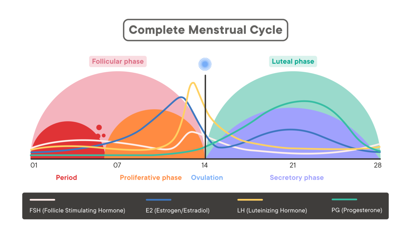 why does the menstrual cycle stop during menopause