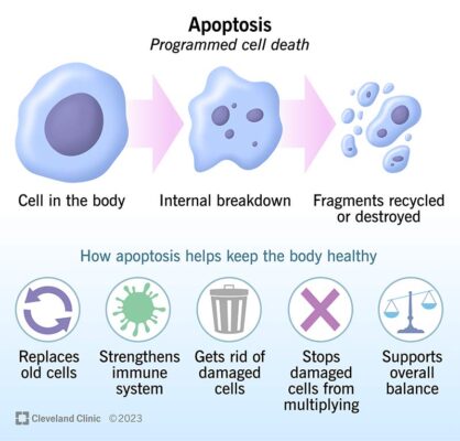 what is apoptosis? what is its purpose?