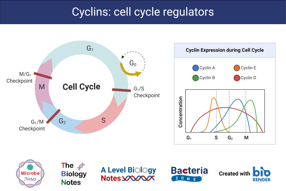 what happens if cell cycle regulators don’t function properly?