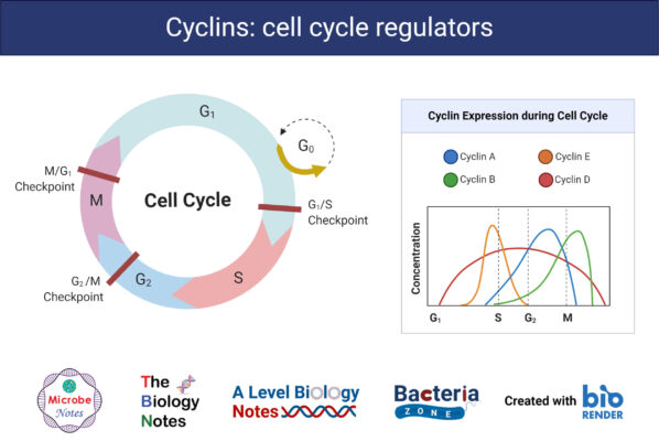 what happens if cell cycle regulators don’t function properly?