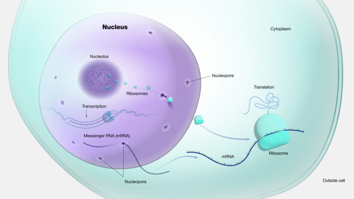 what is the function of the nucleus